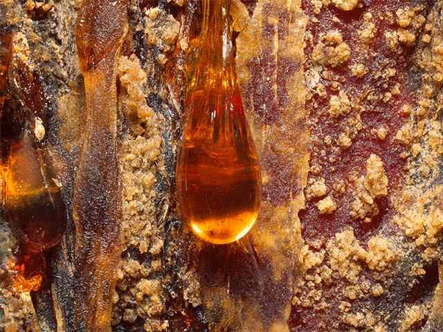 Pine resin on pine tree